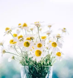 Cvetlični aranžmaji Šmartno pri Litiji