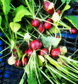 Domaca zelenjava savinjska