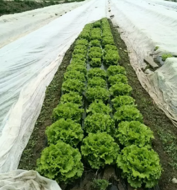 Domaca zelenjava savinjska