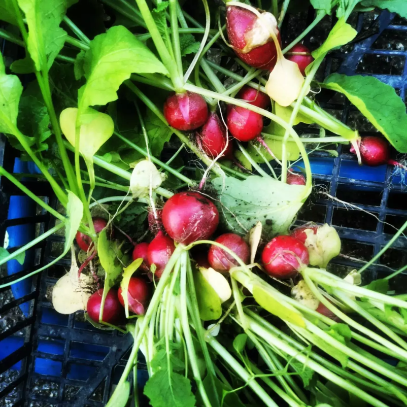 Dobra ekološka zelenjava Savinjska