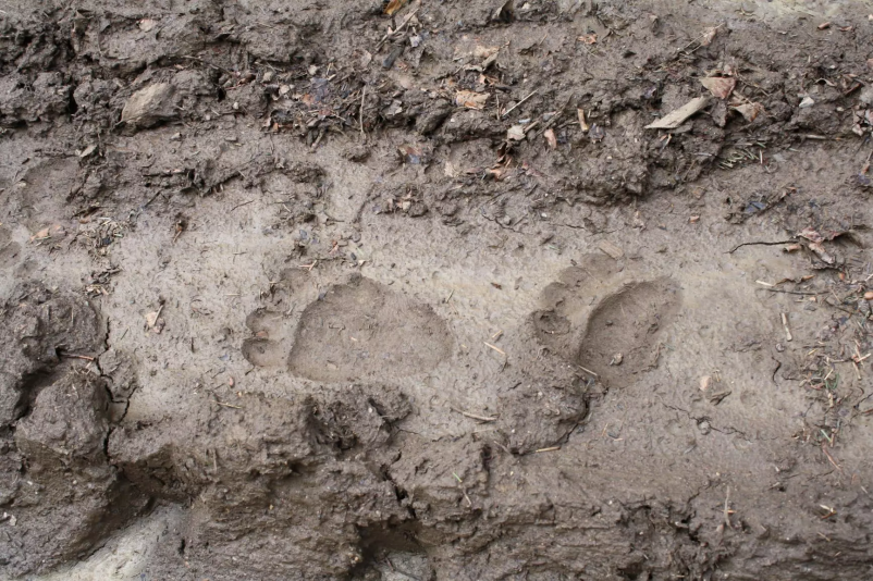 Opazovanje medveda v divjini