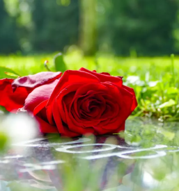 Cvetličarna Šmartno pri Litiji