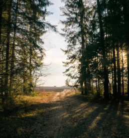 Izvajanje pogozdovanja Pomurje