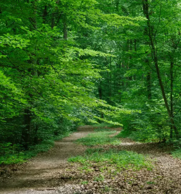 Gradbeni les Gornja Radgona