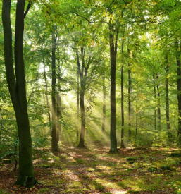 Pogozdovanje Pomurje