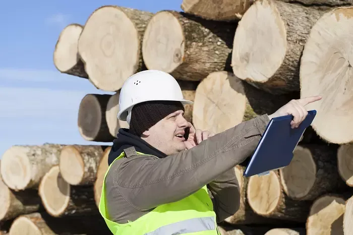 Kje kupiti les na Primorskem