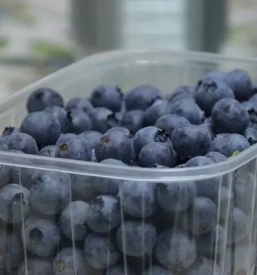 Pridelava ameriskih borovnic ljubljana okolica