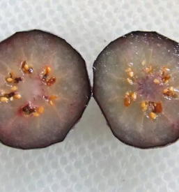 Pridelava ameriskih borovnic ljubljana okolica