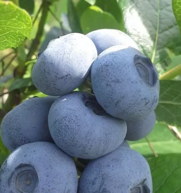 Pridelava ameriskih borovnic ljubljana okolica