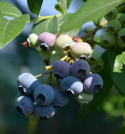 Pridelava ameriskih borovnic ljubljana okolica