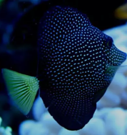 Prodaja morskih rib Slovenija