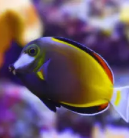 Akvarijske ribe prodaja