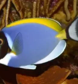 Prodaja morskih rib
