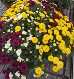 Prodaja rož Ivančna Gorica