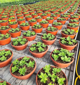 Prodaja sadik zelenjave Ivančna Gorica