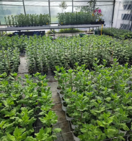 Ugodna prodaja zelenjave Ivančna Gorica