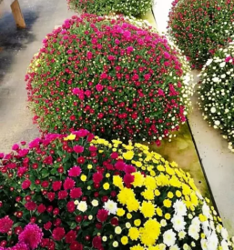 Prodaja kvalitetne zelenjave Ivančna Gorica