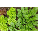 TEVŽ JUREČIČ - NOSILEC DOPOLNILNE DEJAVNOSTI NA KMETIJI