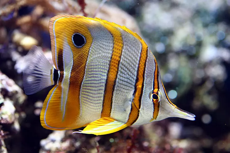 Prodaja sladkovodnih, tropskih rib za akvarij Slovenija