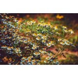 Zeliščna kmetija Kočevar