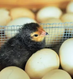 Perutninarstvo Krško