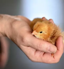 Perutninarstvo Dolenjska