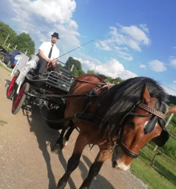Prevoz s kočijo na dogodek Maribor