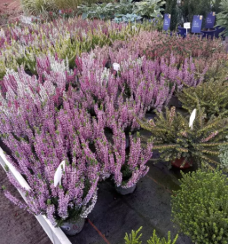 Kakovostna vrtnarija Rojc Ivančna Gorica