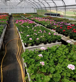 Kvalitetna vrtnarija Rojc Ivančna Gorica