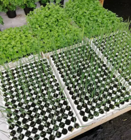 Ugodna vrtnarija Rojc Ivančna Gorica