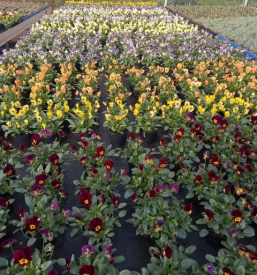 Vrtnarija Rojc Ivančna Gorica, Slovenija