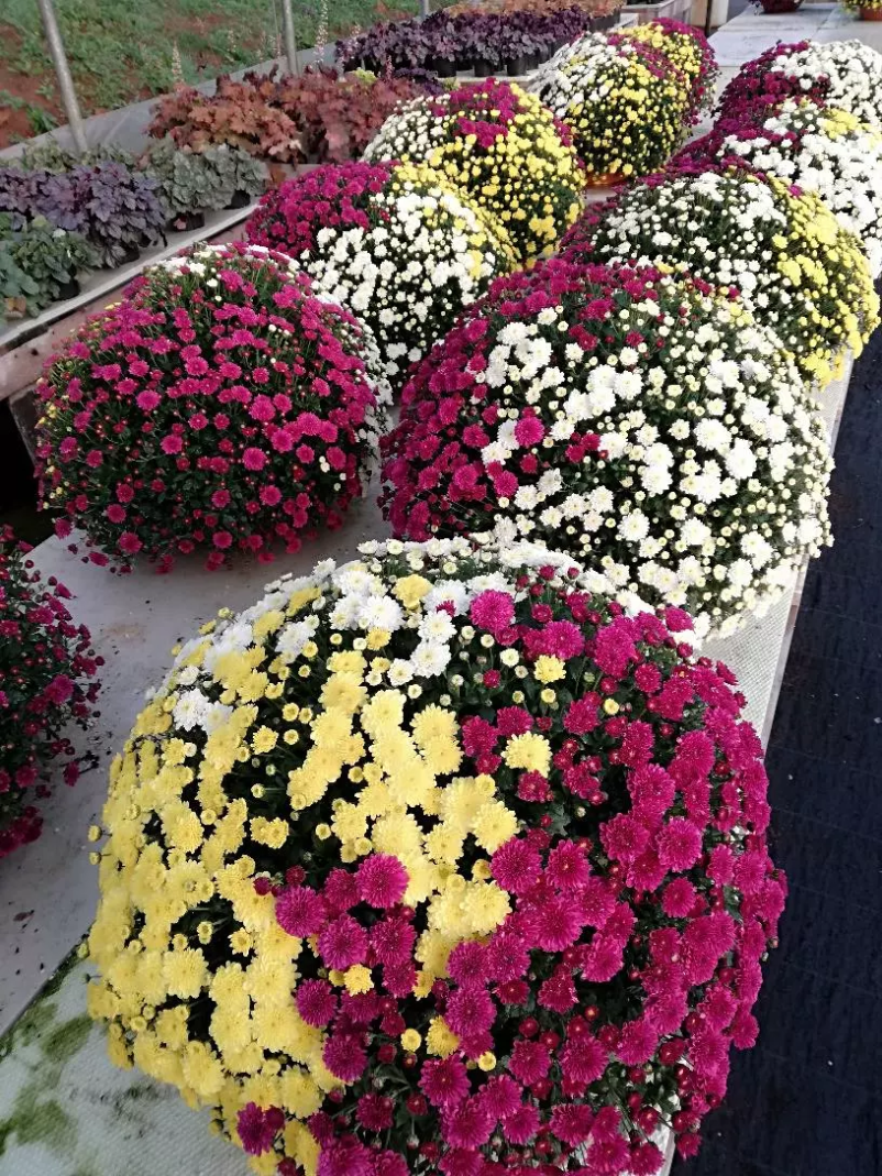 Vrtnarija Rojc Ivančna Gorica