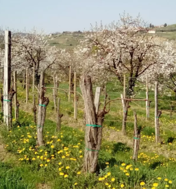 Degustacija vina goriska brda vina moro