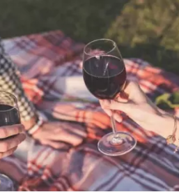 Kvalitetno vino iz goriskih brd