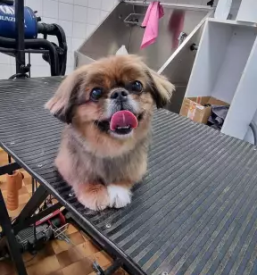 Pasji salon Osrednja Slovenija