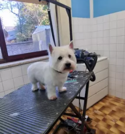 Pasji salon Cerknica