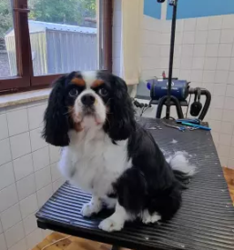 Pasji salon Cerknica, Osrednja Slovenija