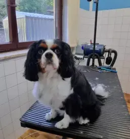 Pasji salon Cerknica, Osrednja Slovenija