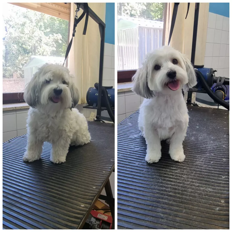 Obiščite naš pasji salon Dlakca v Cerknici!