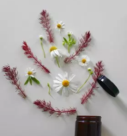 Naravna mazila ljubljana okolica osrednja slovenija