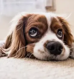 Nega psov in mačk Cerknica, Osrednja Slovenija
