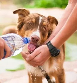 Nega psov in mačk Cerknica
