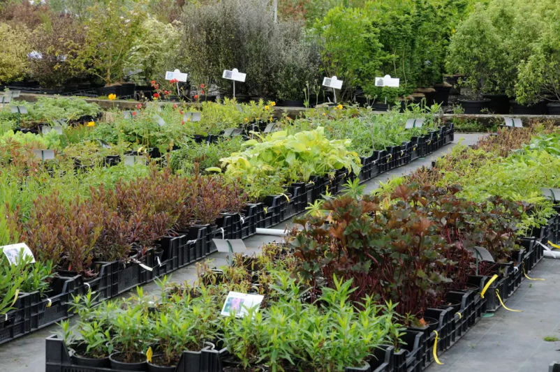 Prodaja sadik letnih in zimskih rož Kranj