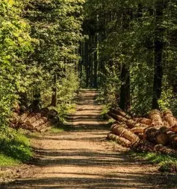 Predelava lesa slovenj gradec koroska