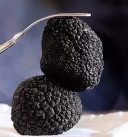 Prodaja tartufov obalno kraska