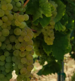 Good wine shop izola