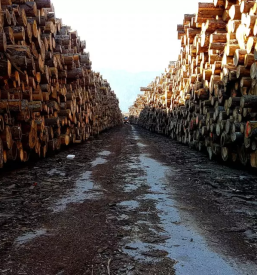 Odkup lesa kocevje