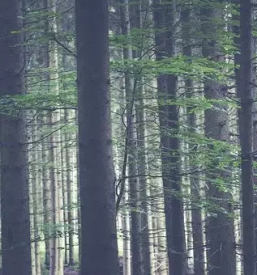 Posek in spravilo lesa osrednja slovenija