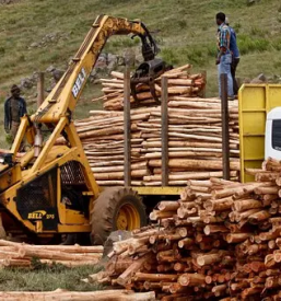 Posek spravilo prevoz lesa na gorenjskem