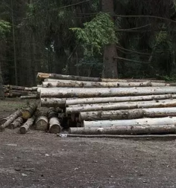 Posek spravilo prevoz lesa na gorenjskem